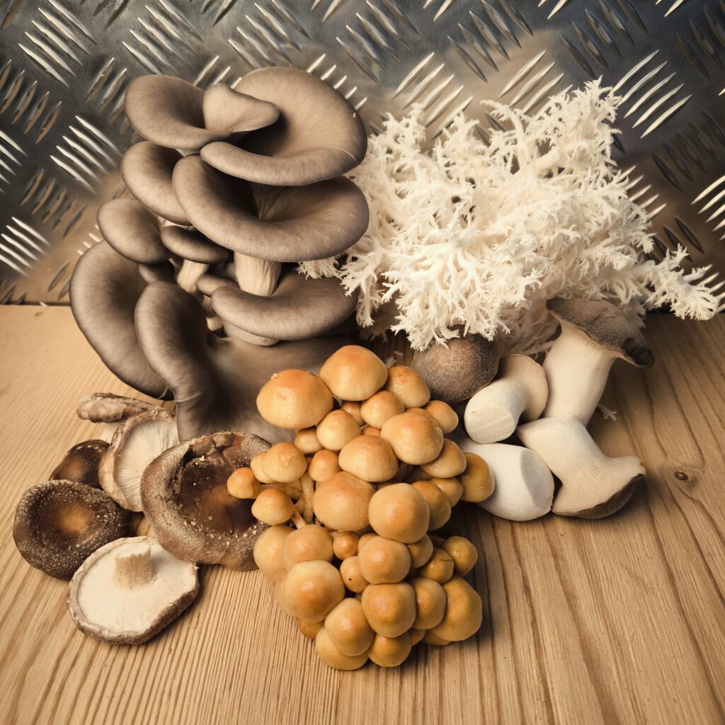 Pilze der Pilzerei